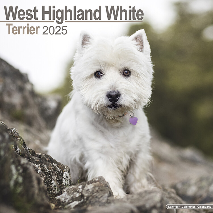 Calendar 2027 West Highland Terrier