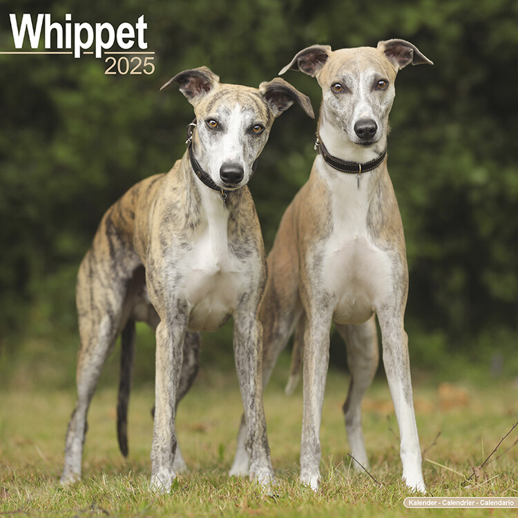 Календар 2027 Whippet