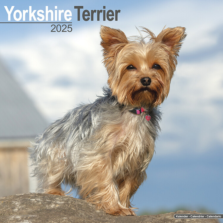 Ημερολόγιο 2027 Yorkshire Terrier