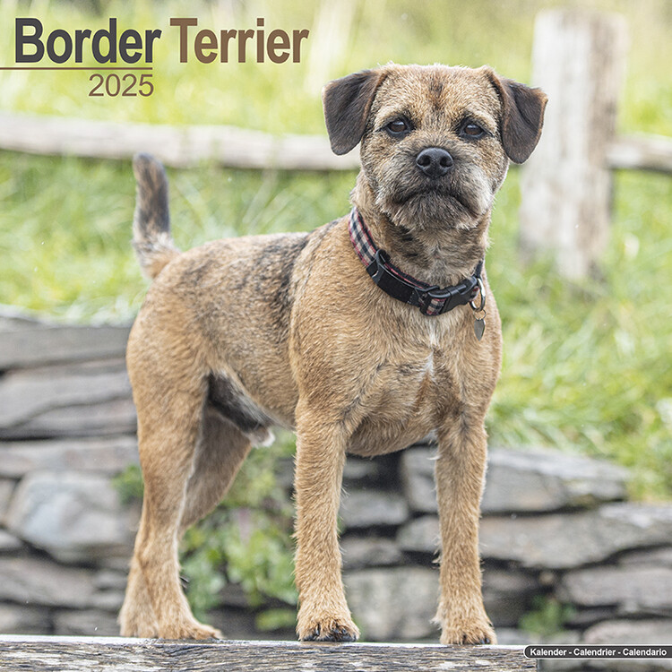 Kalenteri 2027 Border Terrier