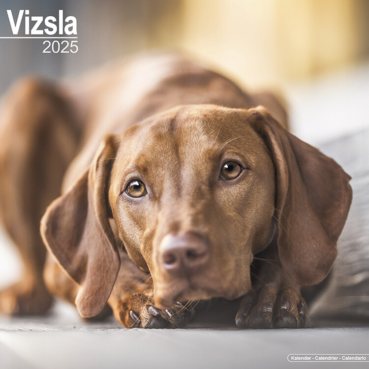 Kalenteri 2027 Vizsla