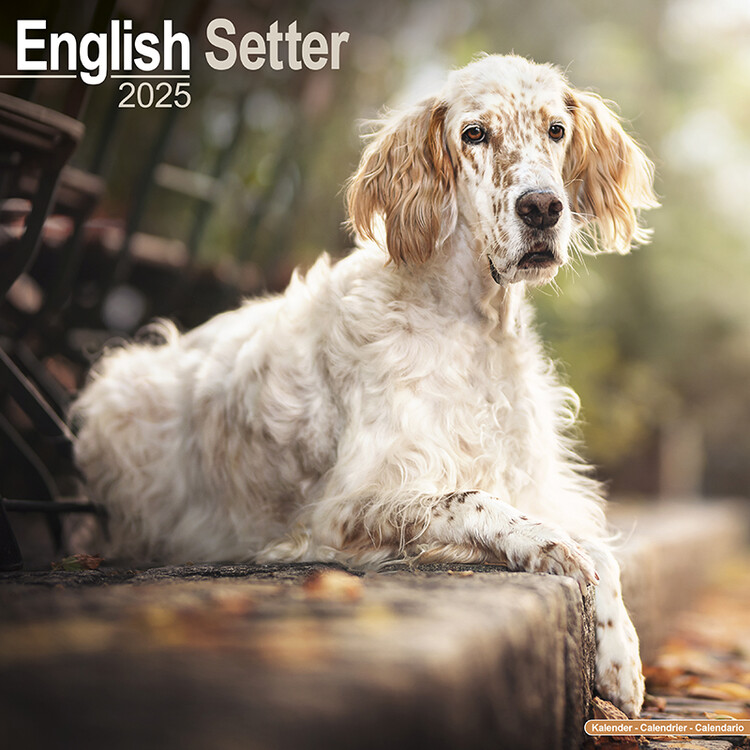 Kalenteri 2027 English Setter