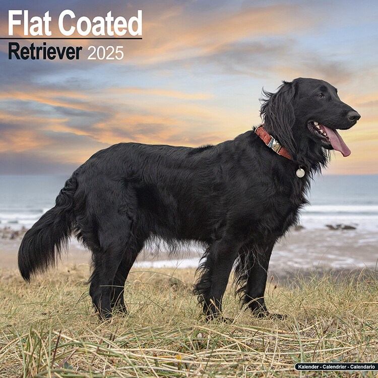 Calendar 2027 Flatcoated Retriever