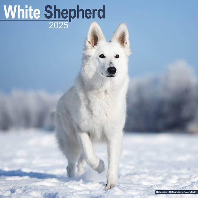 Kalenteri 2027 White Shepherd