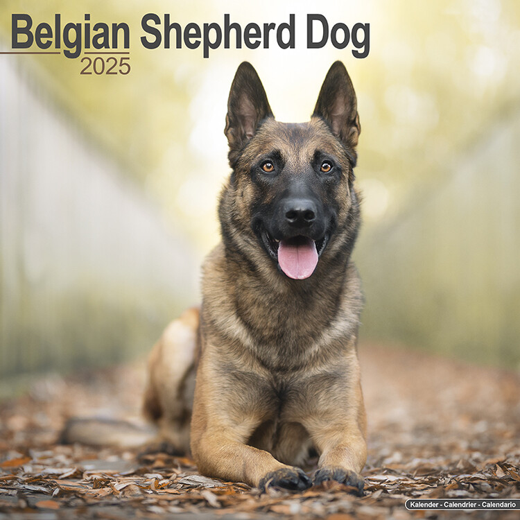 Calendar 2027 Belgian Shepherd Dog