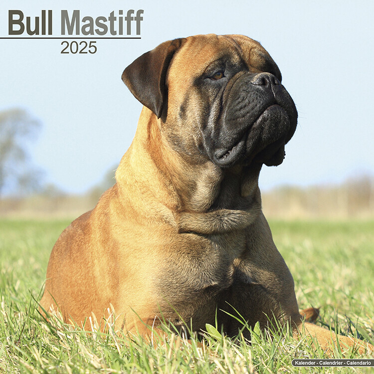 Ημερολόγιο 2027 Bull Mastiff