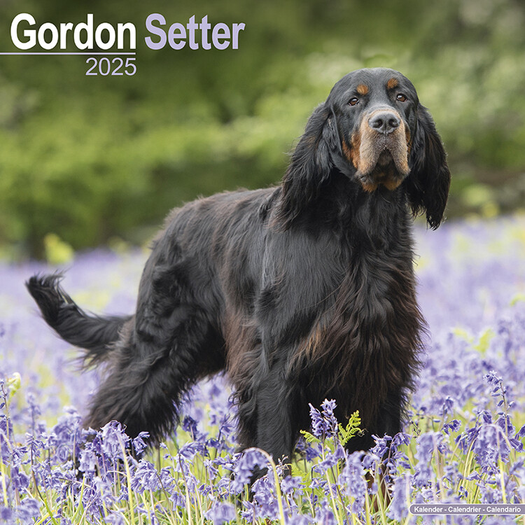 Kalenteri 2027 Gordon Setter