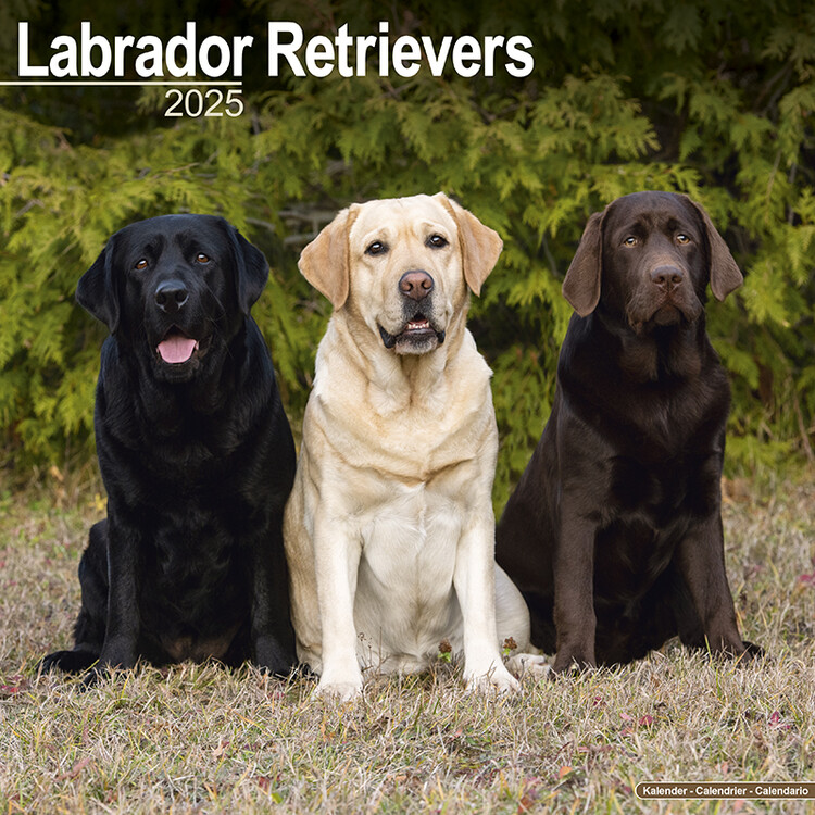 Calendar 2025 Labrador Ret