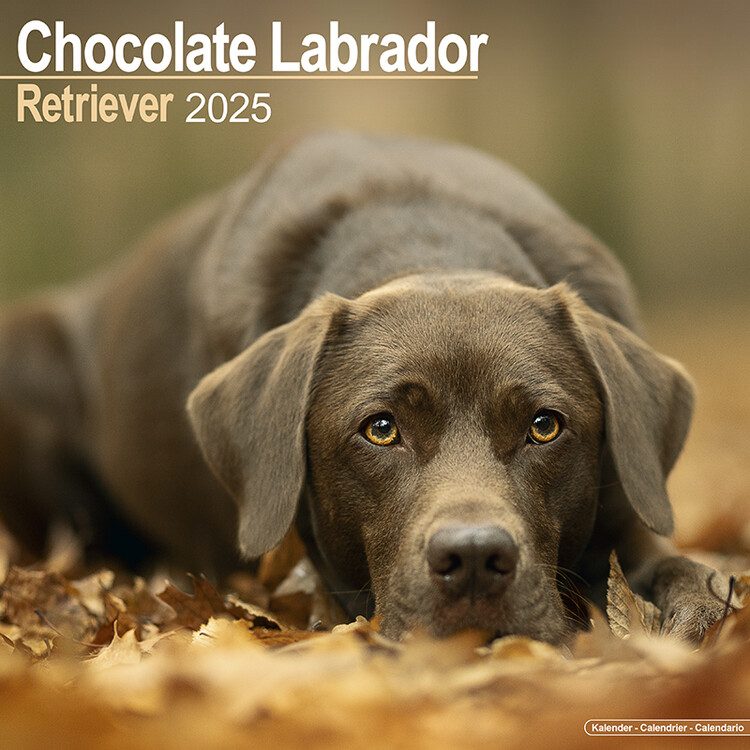 Calendar 2027 Labrador Retriever