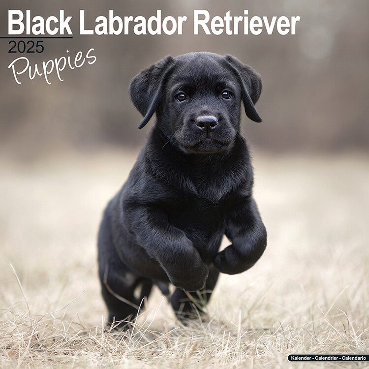 Ημερολόγιο 2027 Black Labrador Puppies
