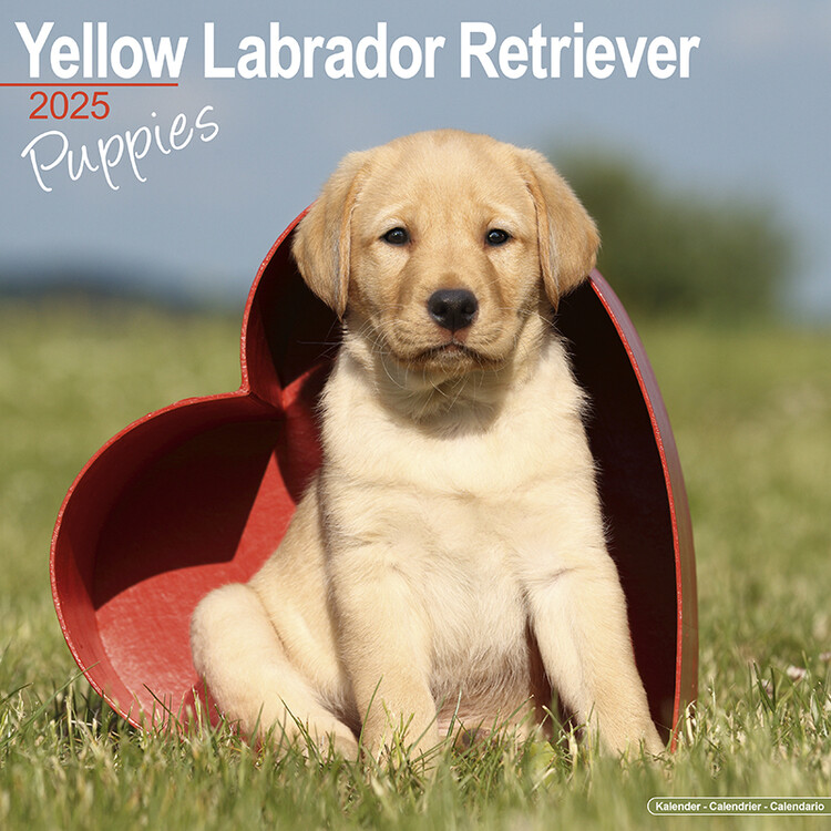 Ημερολόγιο 2027 Yellow Labrador Puppies