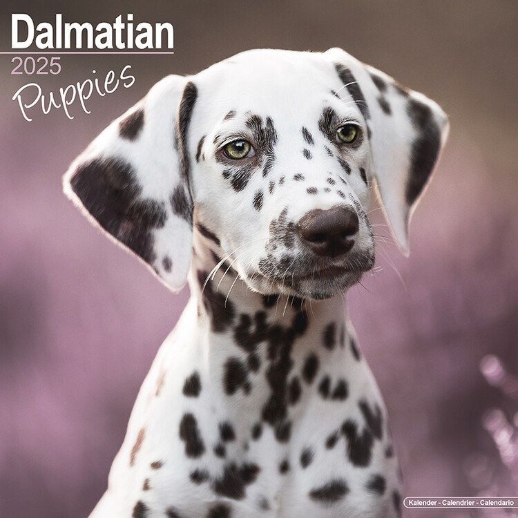 Ημερολόγιο 2027 Dalmatian Puppies