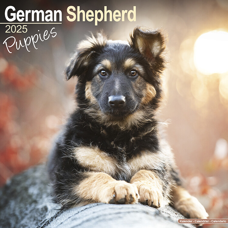 Ημερολόγιο 2027 German Shepherd Puppies