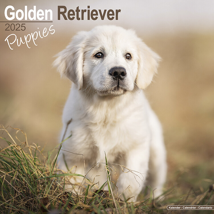 Ημερολόγιο 2027 Golden Retriever Puppies