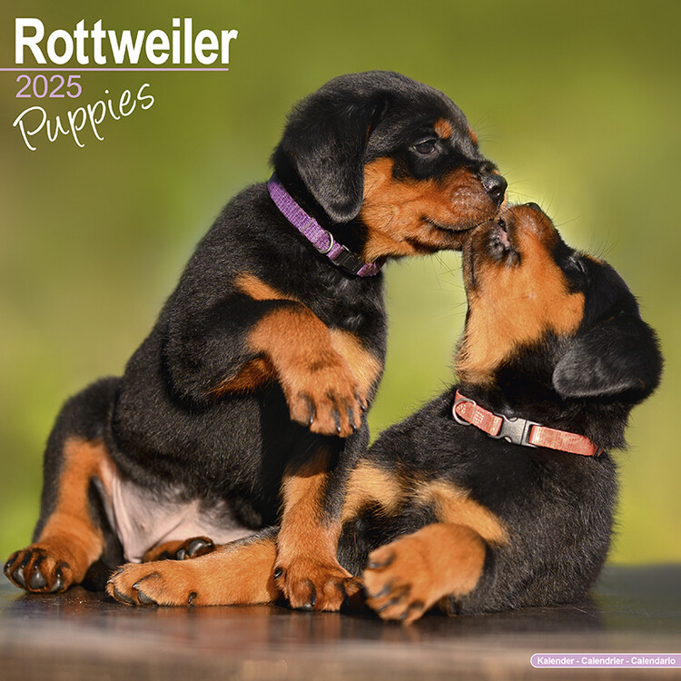 Calendar 2027 Rottweiler Puppies