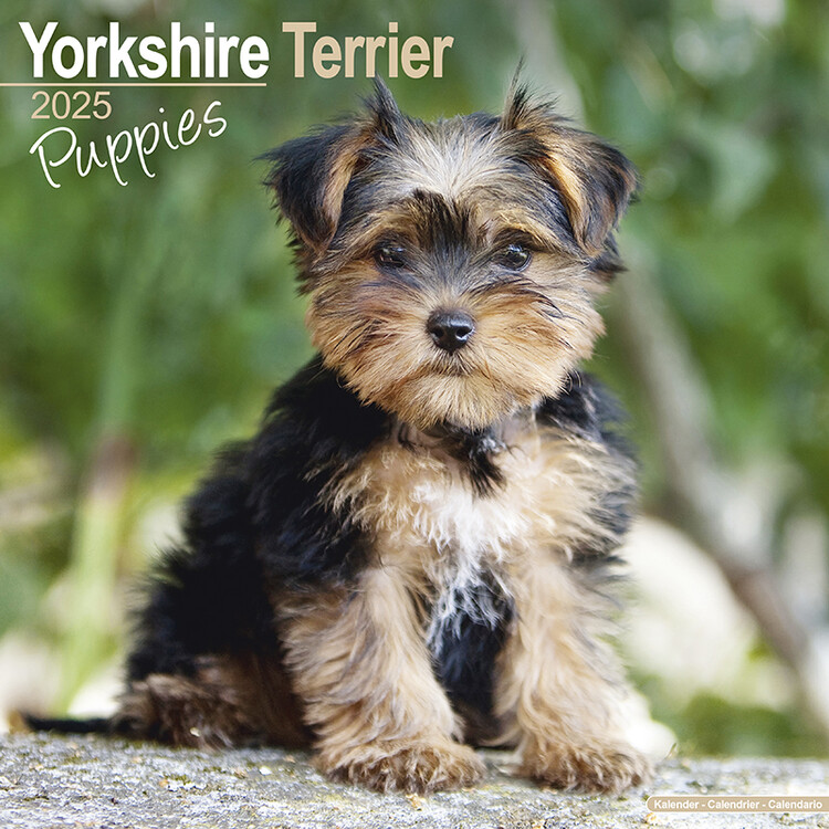 Ημερολόγιο 2027 Yorkshire Terrier Puppies