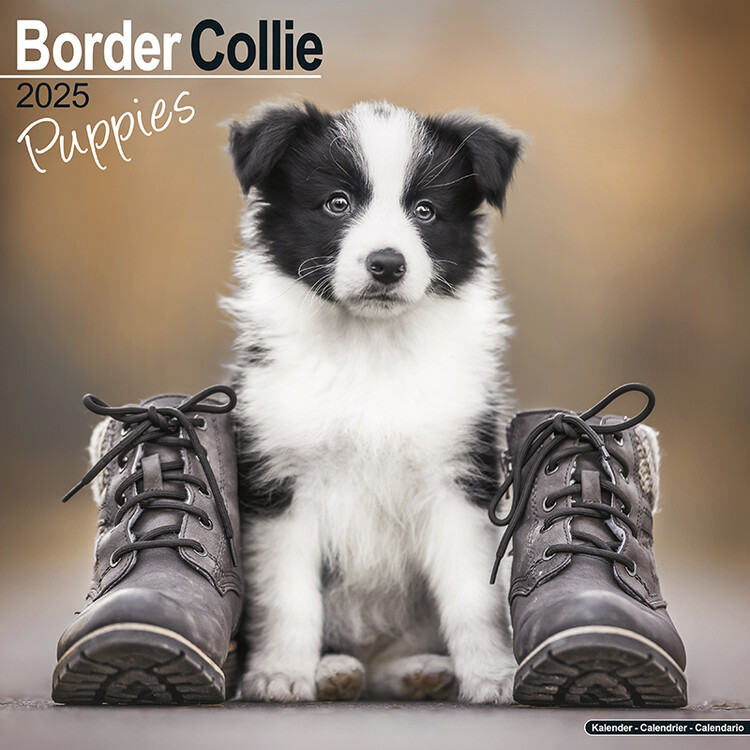 Kalenteri 2027 Border Collie Puppies