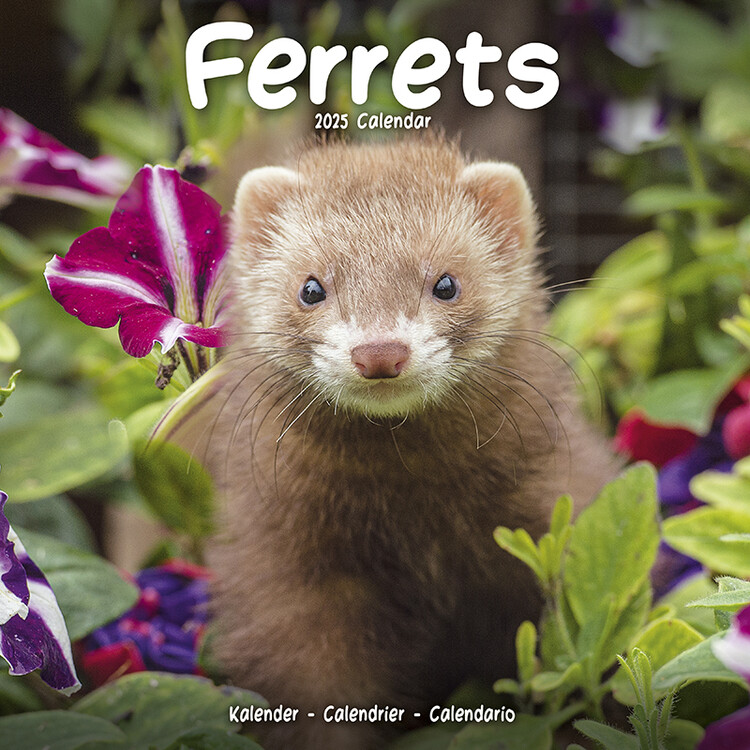 Календар 2027 Ferrets