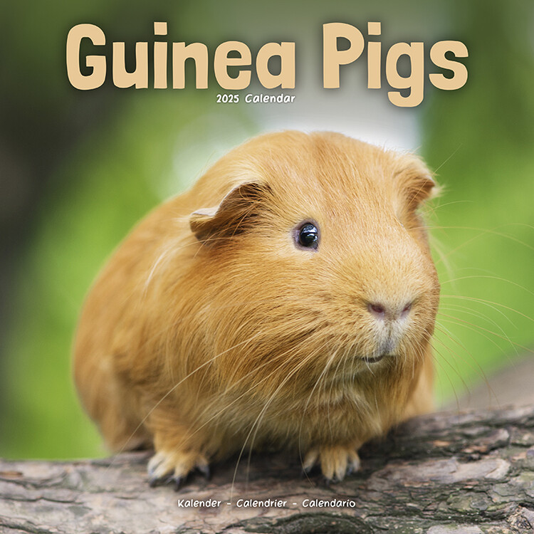 Koledar 2027 Guinea Pigs