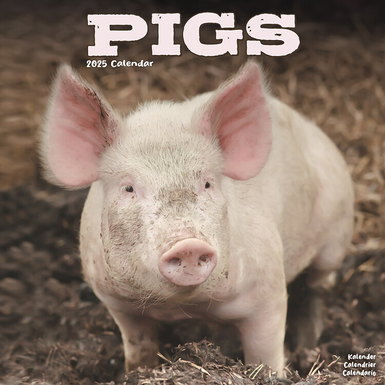 Ημερολόγιο 2027 Pigs
