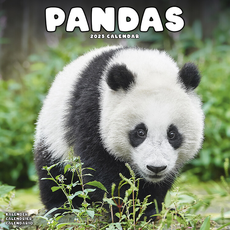 Kalenteri 2027 Pandas