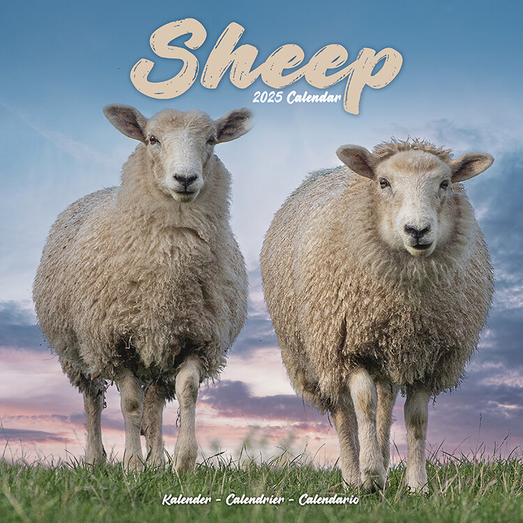 Calendar 2027 Sheep