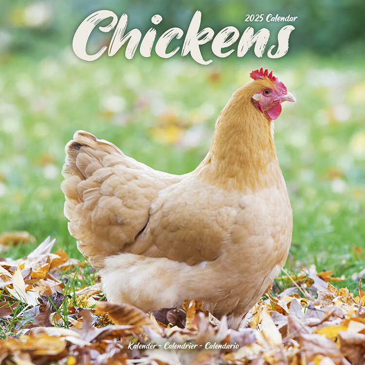 Kalenteri 2027 Chickens