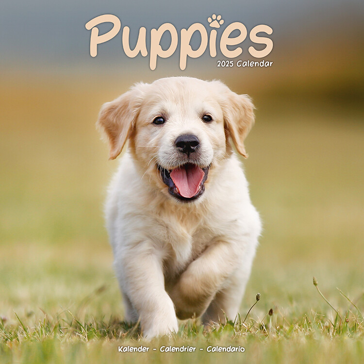 Kalendar 2027 Puppies