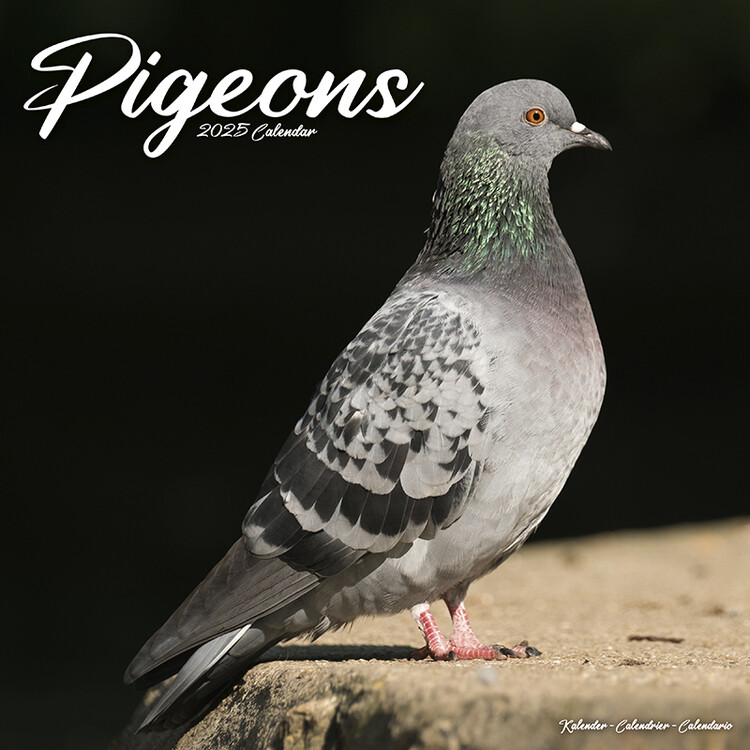 Kalenteri 2027 Pigeons