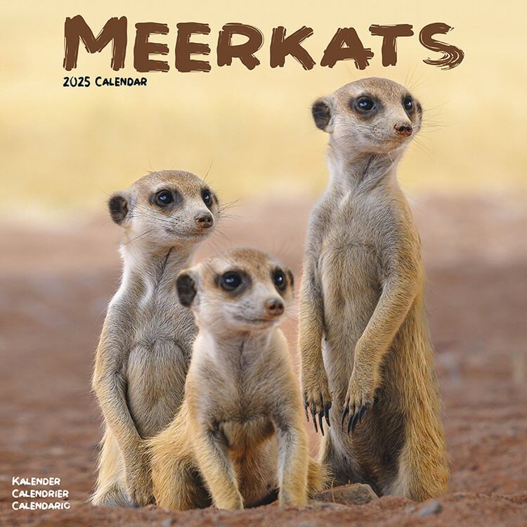 Kalenteri 2027 Meerkats
