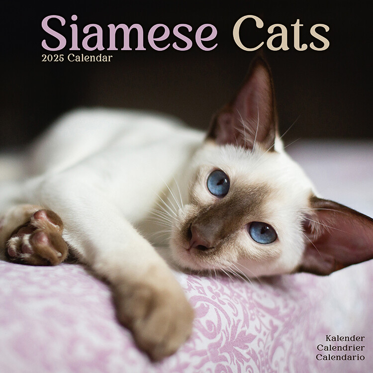Kalenteri 2027 Cats - Siamese