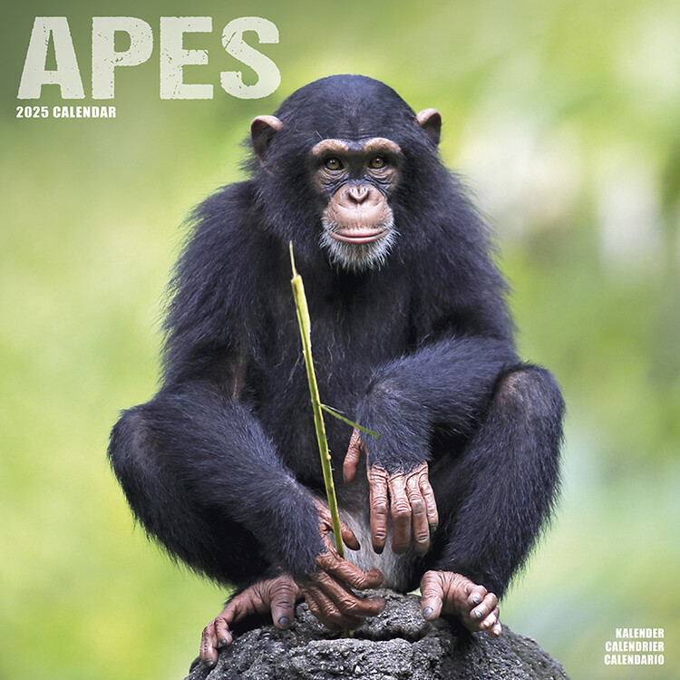 Calendar 2027 Apes
