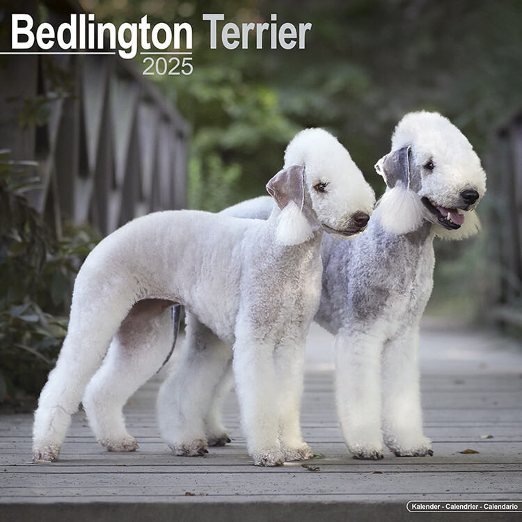 Ημερολόγιο 2027 Bedlington Terrier
