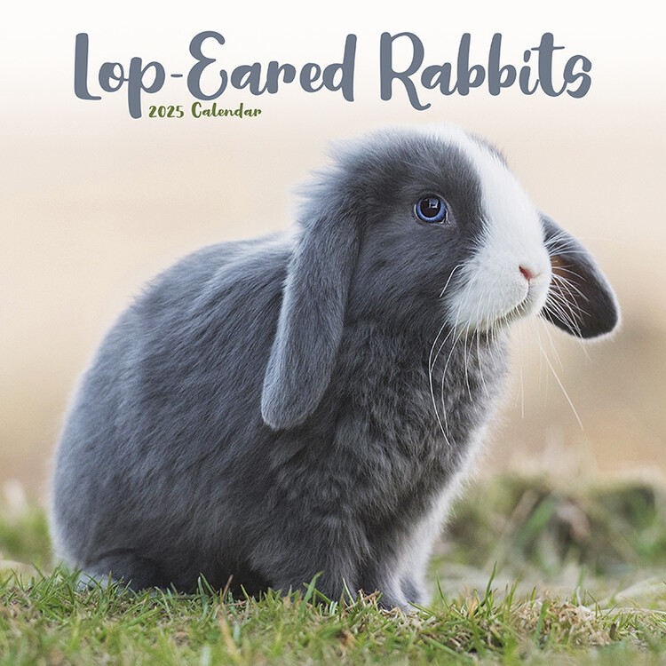 Kalenteri 2027 Rabbits - Lop Eared