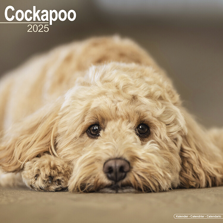 Calendar 2027 Cockapoo