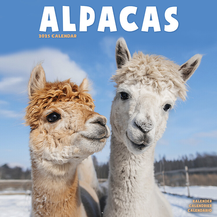 Kalenteri 2027 Alpacas