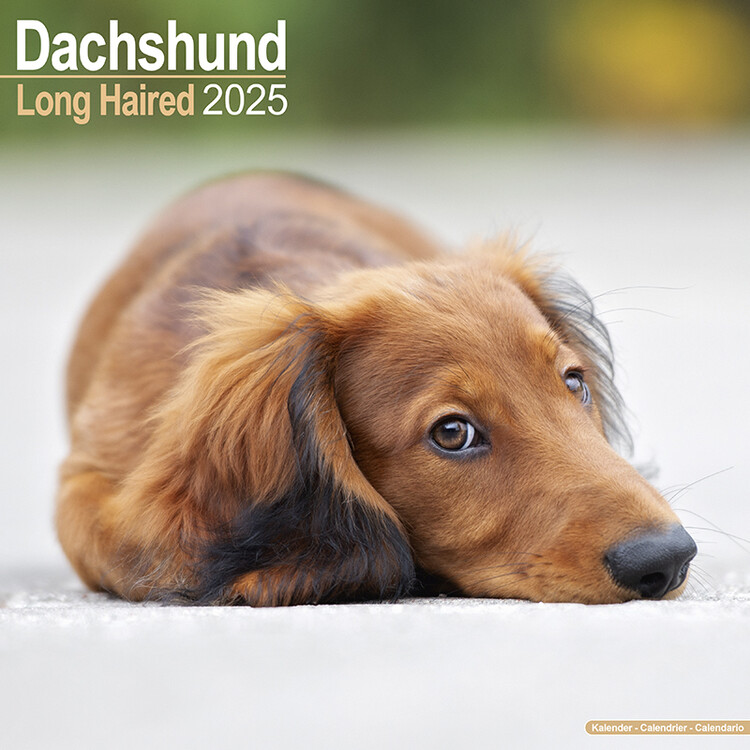 Календар 2027 Longhaired Dachshund