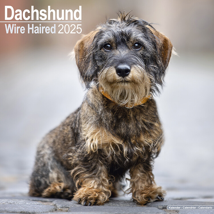 Ημερολόγιο 2027 Wirehaired Dachshund