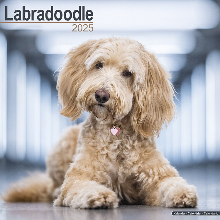 Kalenteri 2027 Labradoodle