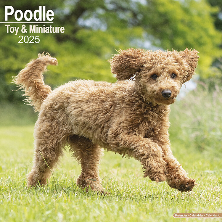 Ημερολόγιο 2027 Poodle