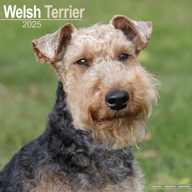 Ημερολόγιο 2027 Welsh Terrier