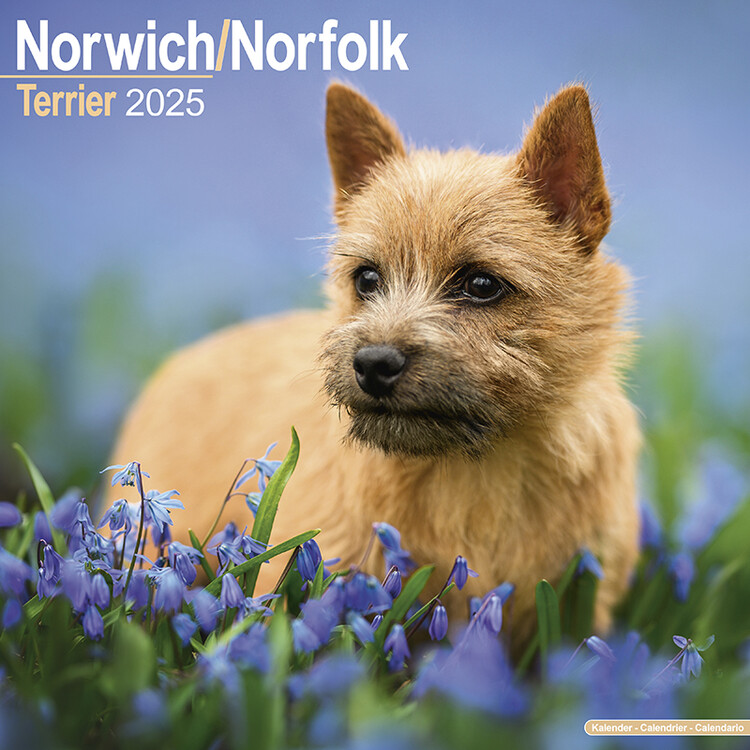 Ημερολόγιο 2027 Norwich/Norfolk Terrier