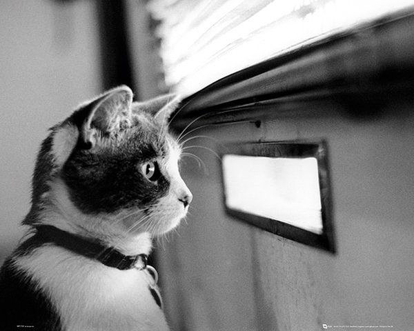 Плакат Kitten - Letterbox