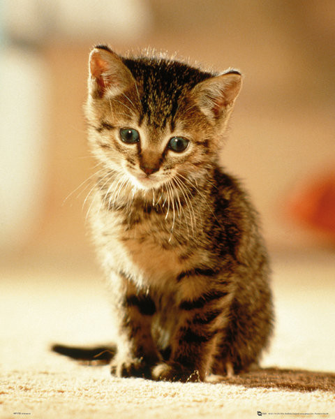 Poster Chaton - Sitting