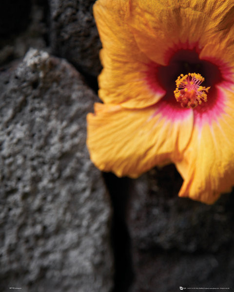 Плакат Blommor - Stone Wall