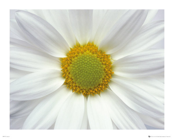 Poster Flowers - Daisy