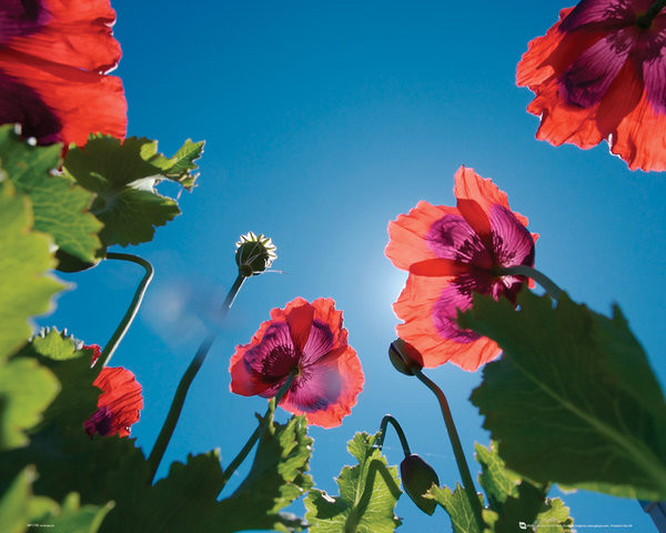 Poster Fleurs - Coquelicots