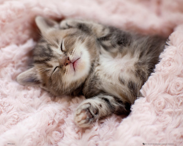 Плакат Kitten - Sleeping