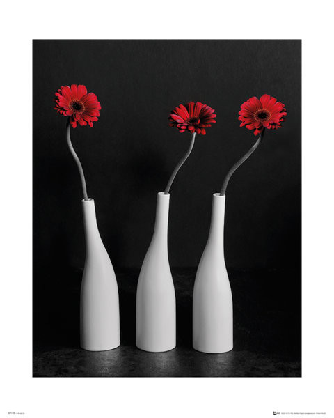 Poster Flowers - Gerberas