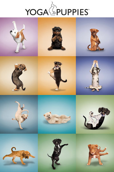 Poster Yoga - Šteňatá